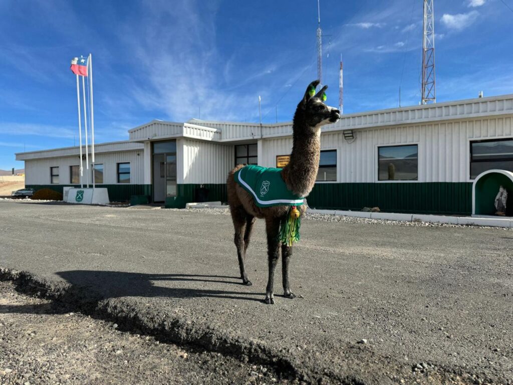 Llamo Miguelito. Cortesía Carabineros de Chile.