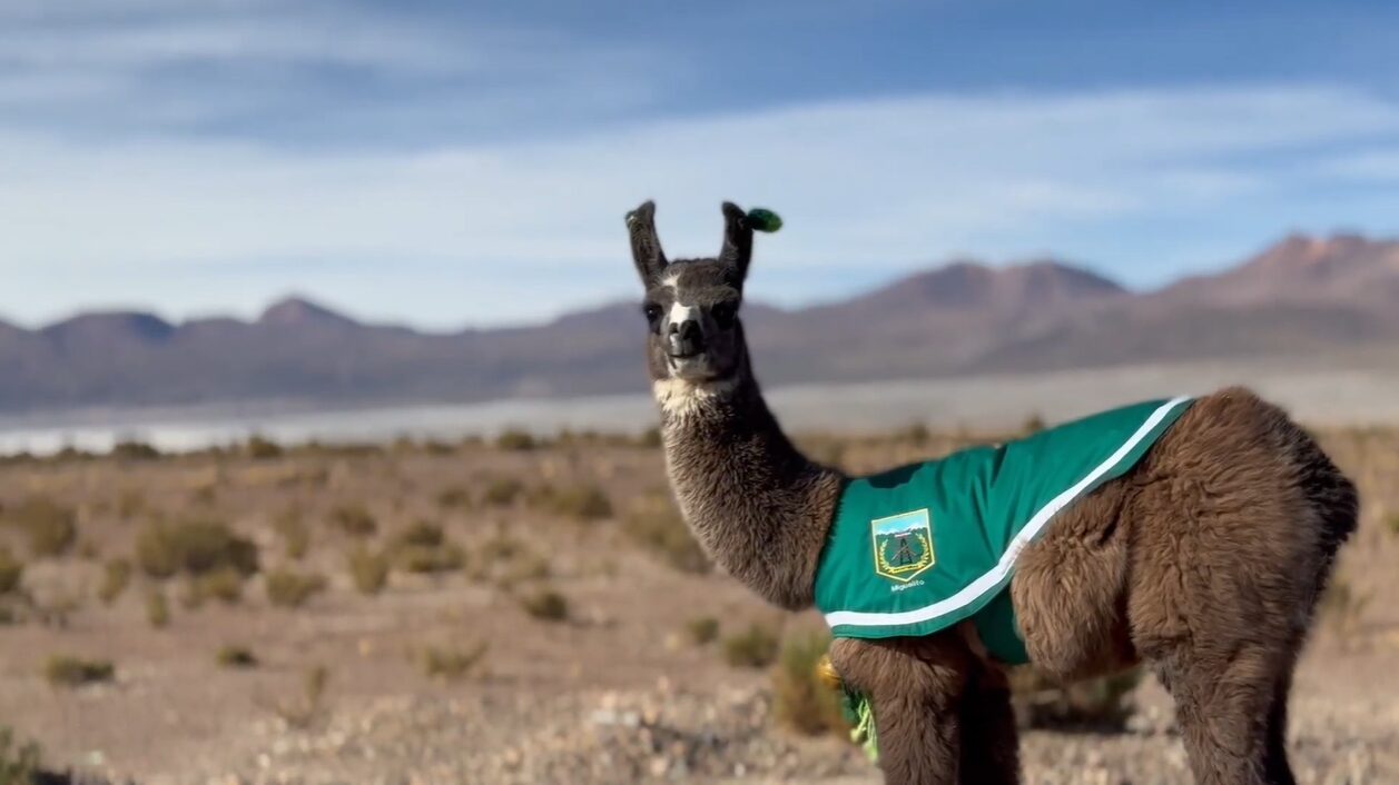 Desde el altiplano con amor: Un perfil del llamo Miguelito y la domesticación de las llamas en Sudamérica