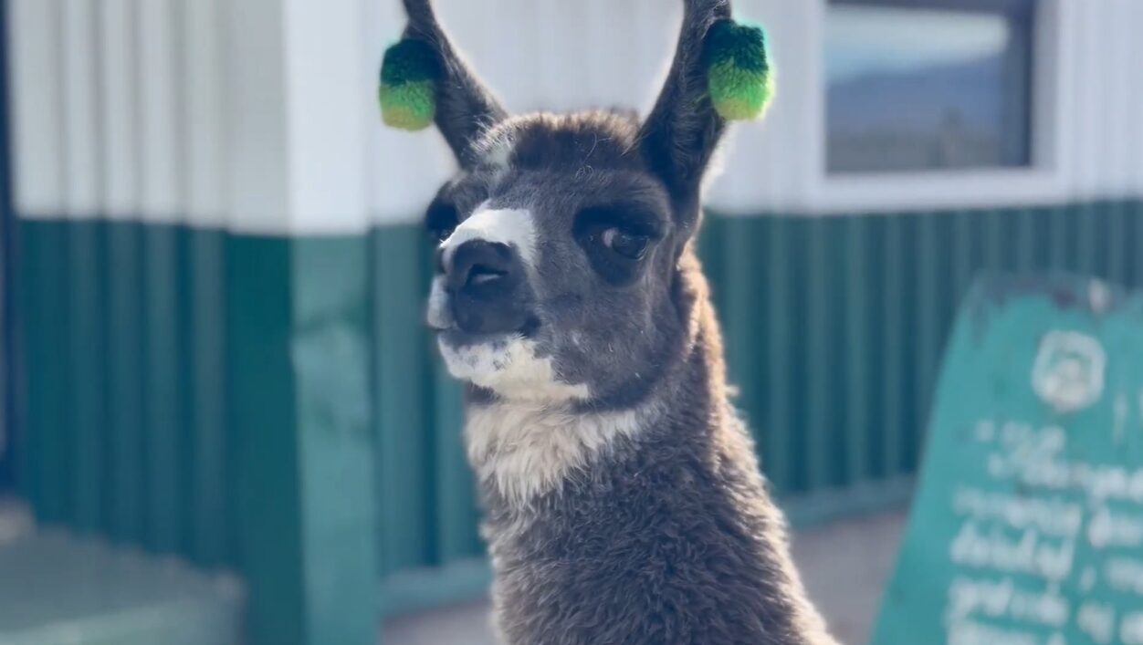 Desde el altiplano con amor: Un perfil del llamo Miguelito y la domesticación de las llamas en Sudamérica