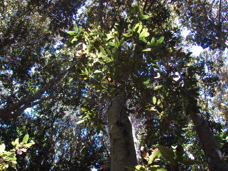 Olivillo Costero (Aextoxicon punctatum). Créditos: Pato Novoa