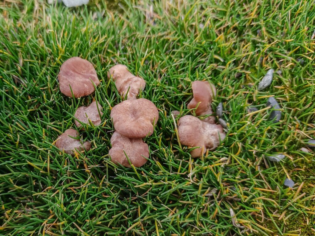 Omphalina deschampsiana. Créditos: Fernando da Silva et. al