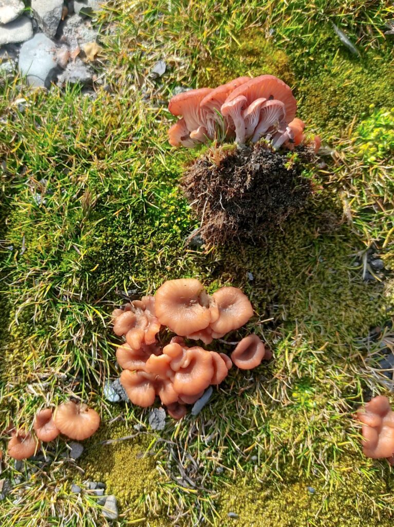 Omphalina frigida Créditos: Fernando da Silva et. al