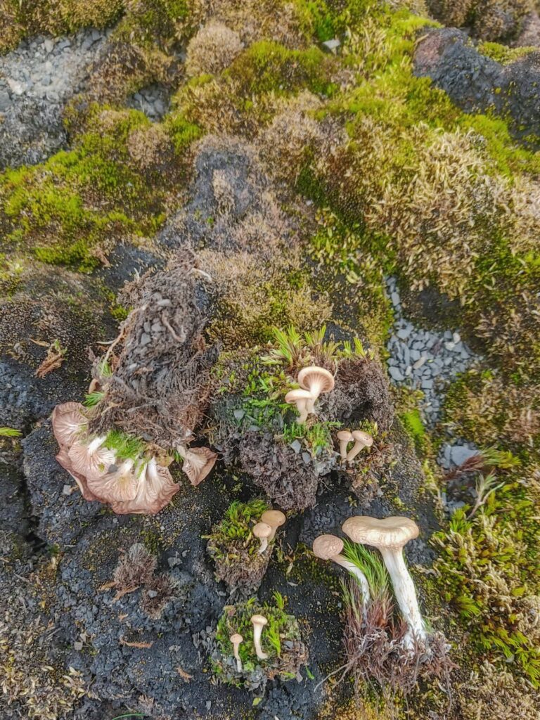 Omphalina schaeferi. Créditos: Fernando da Silva et. al