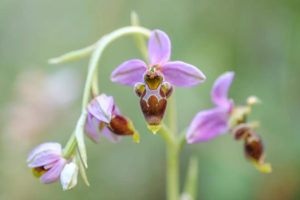 Ophrys scolopax Cavanilles. Foto: Center Of Portugal