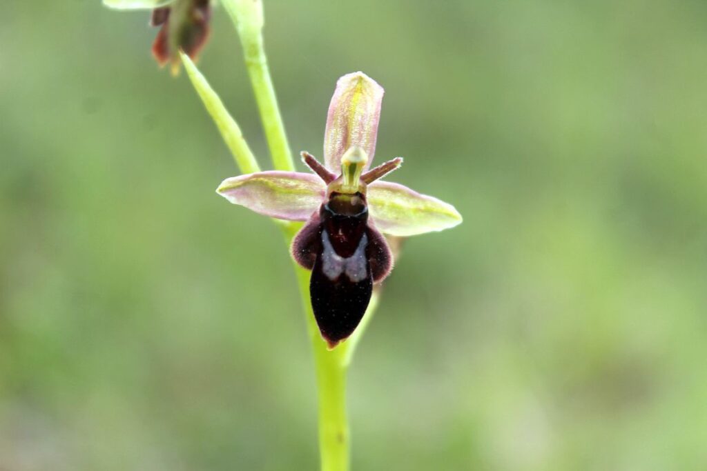 Orquídea Araña Ophrys fuciflora. Foto: iNaturalist Chile