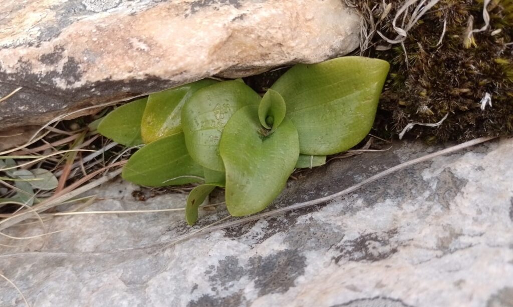 Orquídea Geoblasta penicillata. Foto: iNaturalist Colombia