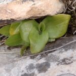 Orquídea Geoblasta penicillata. Foto: iNaturalist Colombia