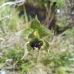 Orquídea Geoblasta penicillata. Foto: iNaturalist Colombia