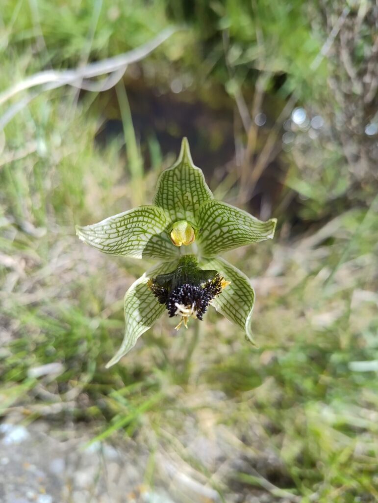 Orquídea Geoblasta penicillata. Foto: iNaturalist Colombia