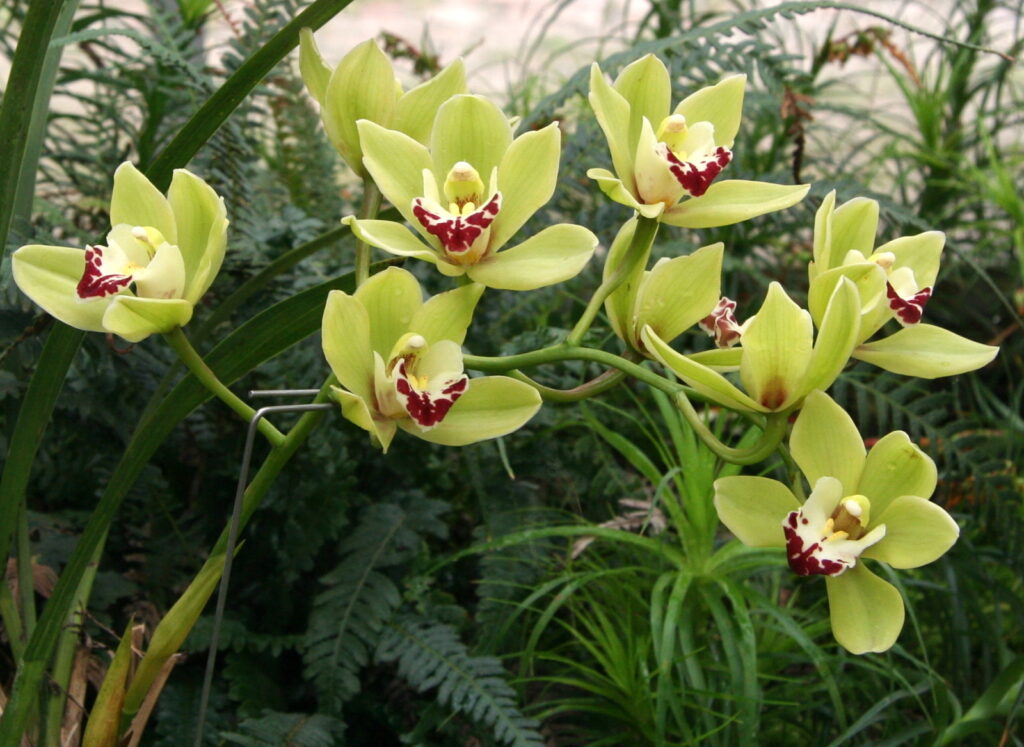 Orquídea Cymbidium. Foto: Garden Cultura