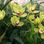 Orquídea Cymbidium. Foto: Garden Cultura