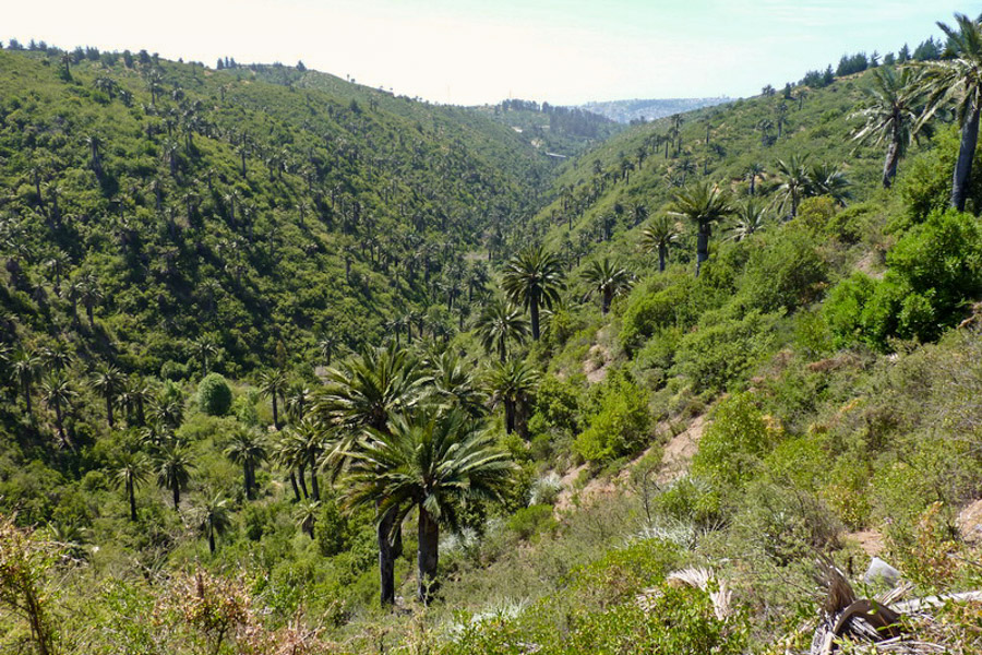 Palmar El Salto, Viña del Mar. Créditos: Jardín Botánico Nacional