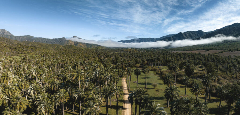 Parque Nacional Palmas de Cocalán. Créditos Benjamín Valenzuela.