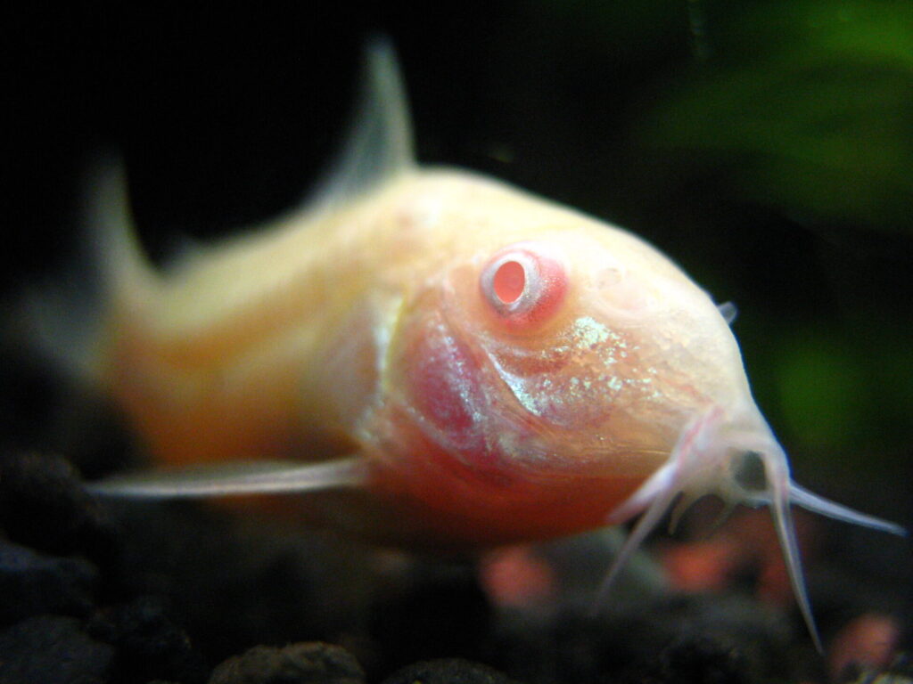 Pez gato (Siluriformes) albino. Créditos: Leonardo Da Silva