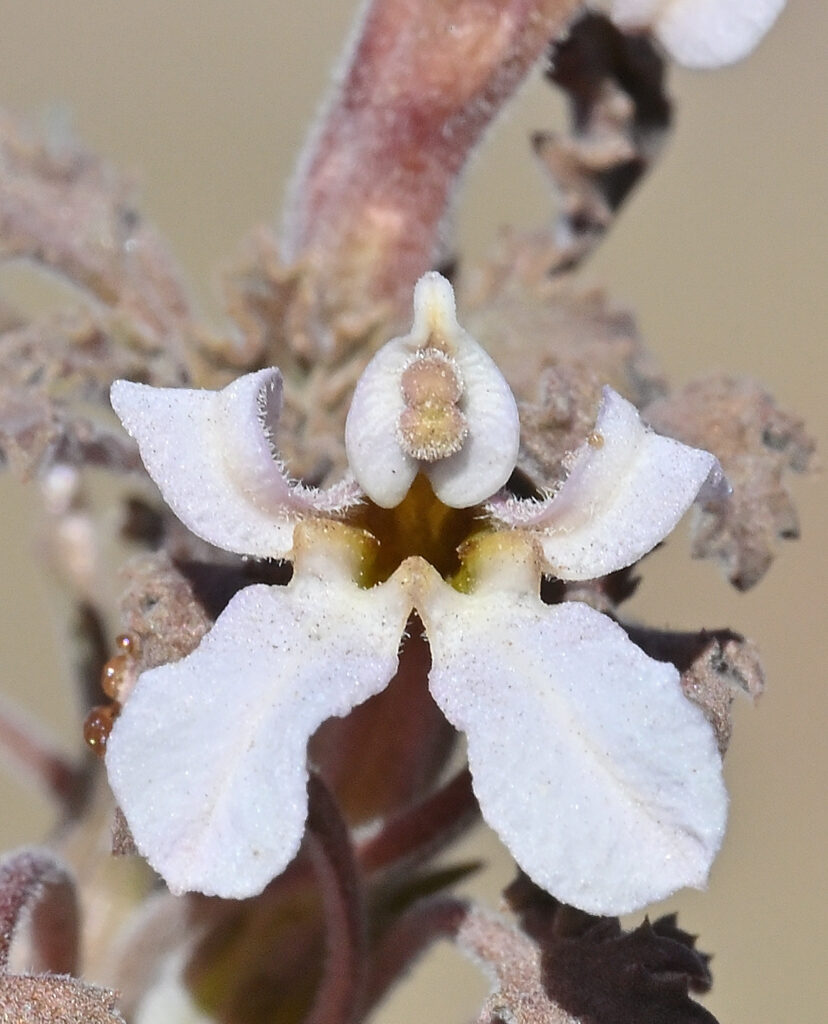 ﻿Cyphocarpus perennis. Créditos: Claire De Schrevel