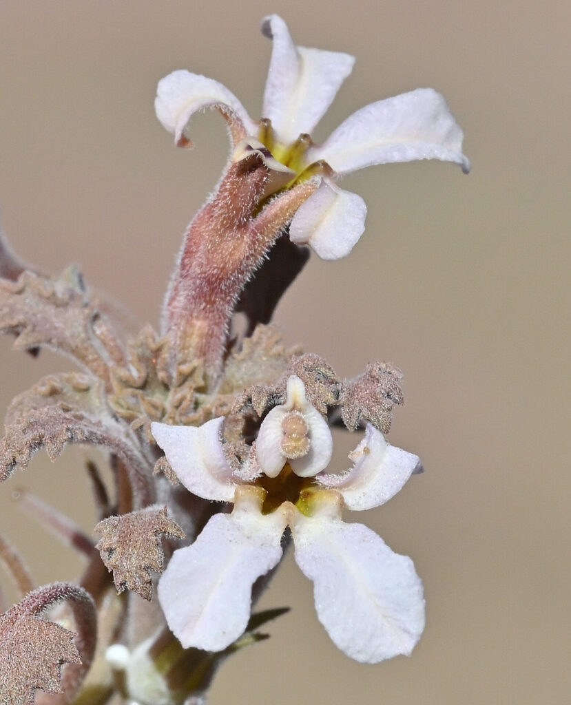 Cyphocarpus perennis. Créditos: Claire De Schrevel