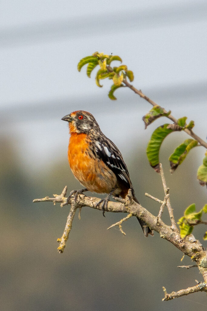 Cachudito (Phytotoma rara). Créditos: Ernesto Octavio Guzman Tapia.