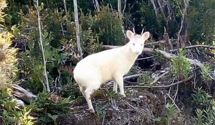 Pudu albino en Chiloé. Créditos: Boris Huencho