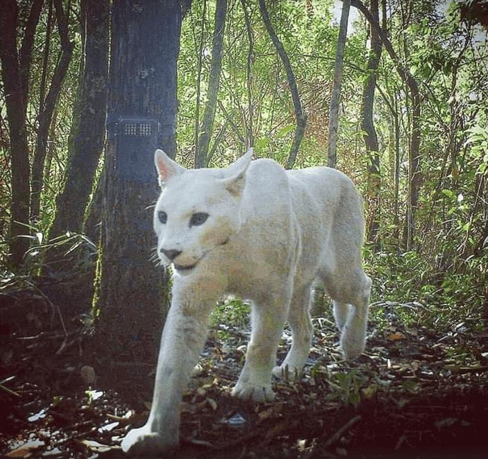Puma (Puma concolor) con leucismo en Brasil. Créditos: Instituto Chico Mendes de Conservación de la Biodiversidad