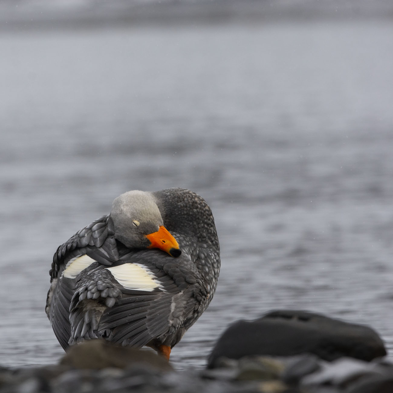 Es endémico de la Patagonia: El pato marino más grande del mundo peligra por la invasión del visón