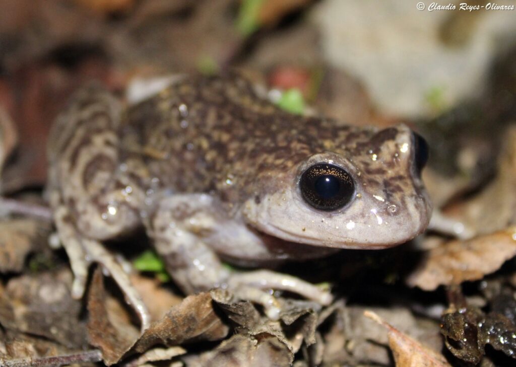 Rana de pecho espinoso de La Parva (Alsodes tumultuosus). Créditos: ©Claudio Reyes olivares