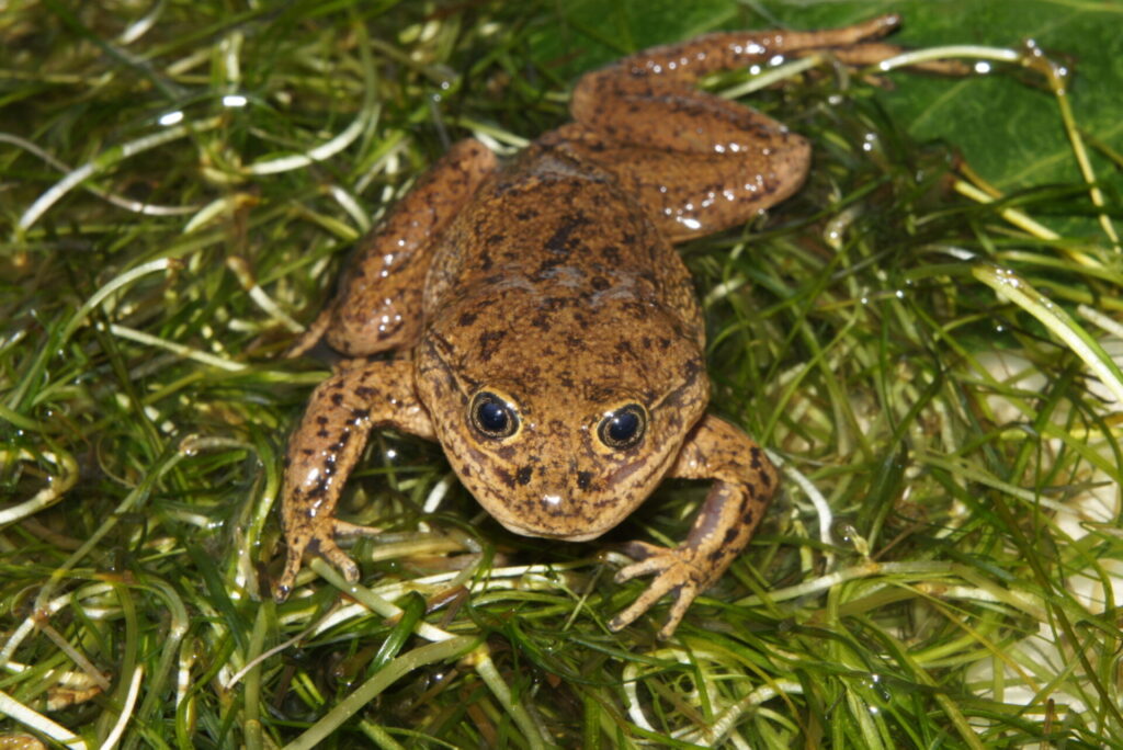 Ranita del Loa (Telmatobius dankoi). Créditos: ©Andy Charrier
