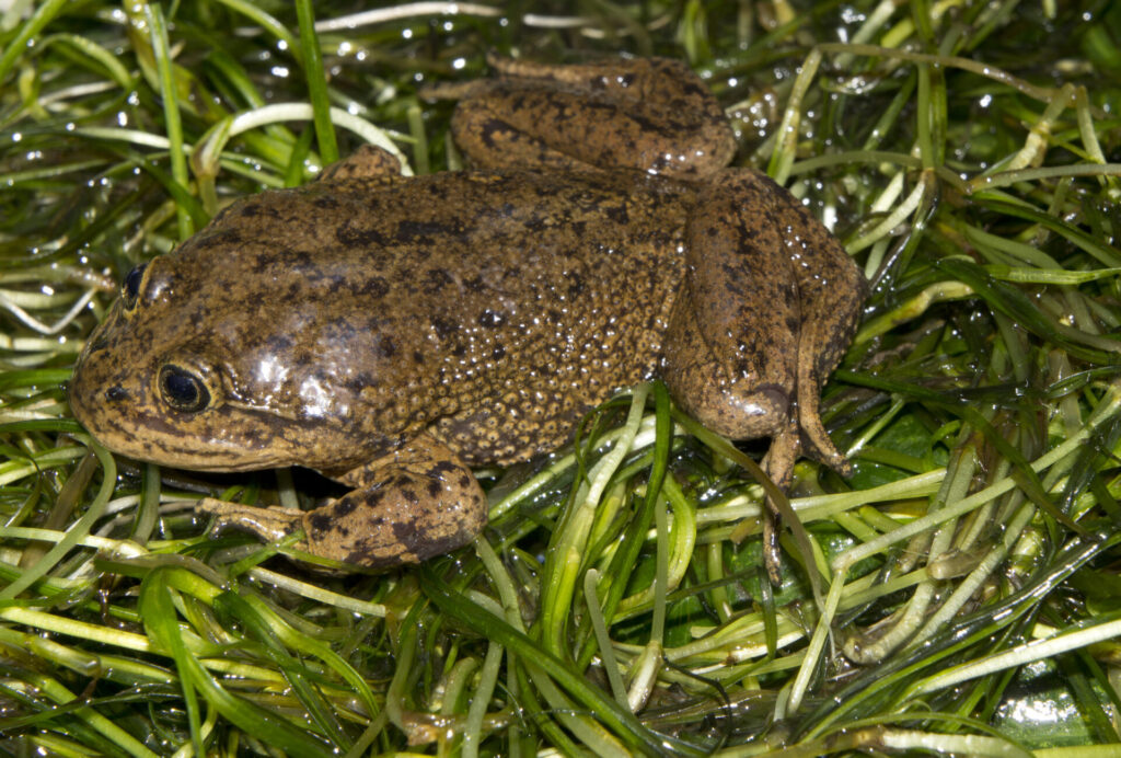 Ranita del Loa (Telmatobius dankoi). Créditos: ©Andy Charrier