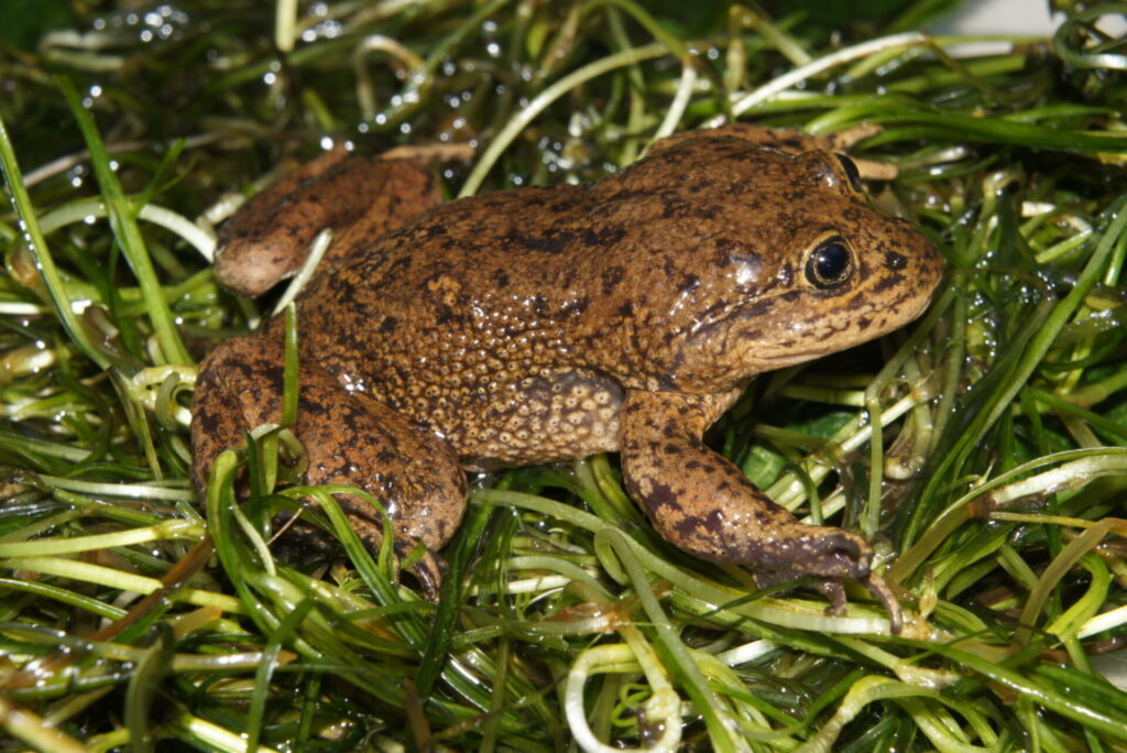 Ranita del Loa (Telmatobius dankoi). Créditos: ©Andy Charrier