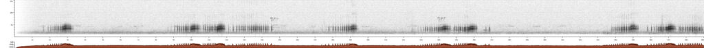 Sonograma de Phytotoma rara. Créditos: Cristian Pinto, XC498622. Accesible en www.xeno-canto.org/498622.