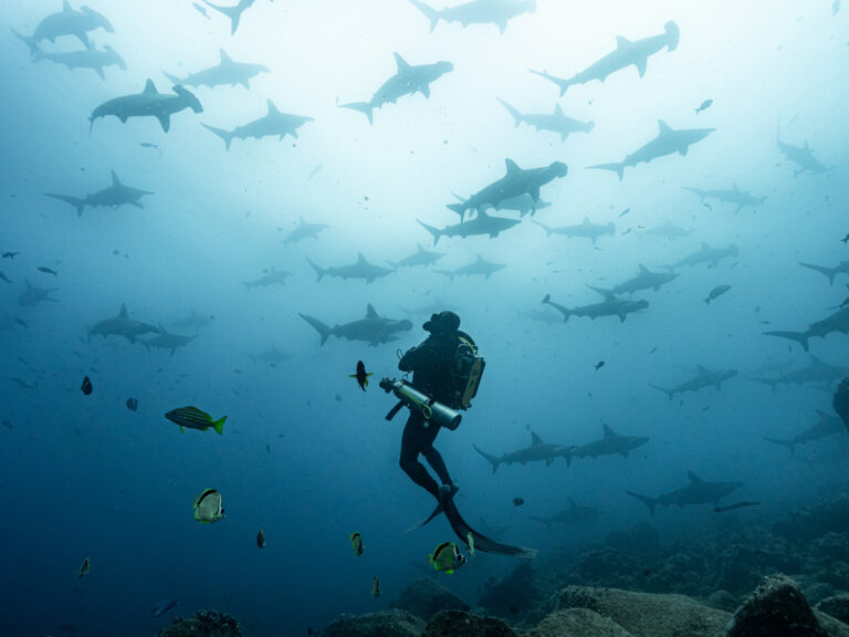 Un investigador observa a tiburones martillo común. Foto: cortesía Pelayo Salinas de León