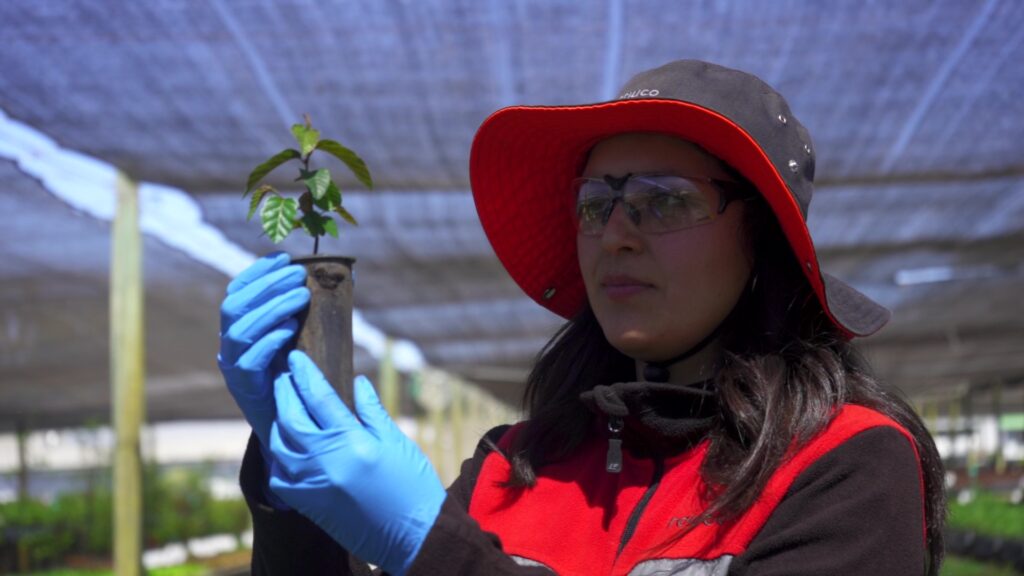 Cultivo de ruil. Créditos: Vivero Quivolgo.