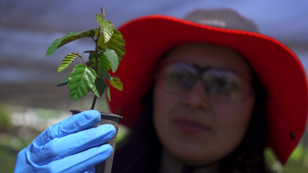 Cultivo de ruil. Créditos: Vivero Quivolgo.