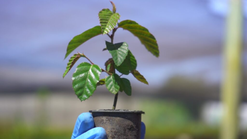 Cultivo de ruil. Créditos: Vivero Quivolgo.