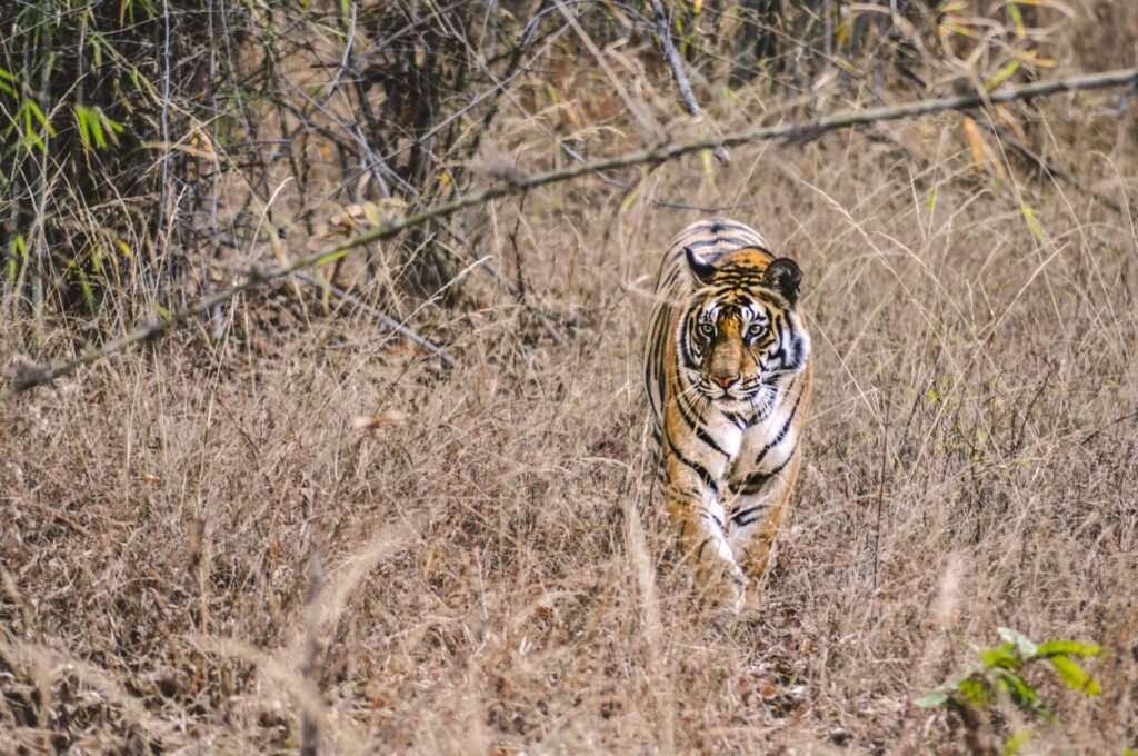 Tigre de bengala (Panthera tigris tigris). Créditos: Sam Power