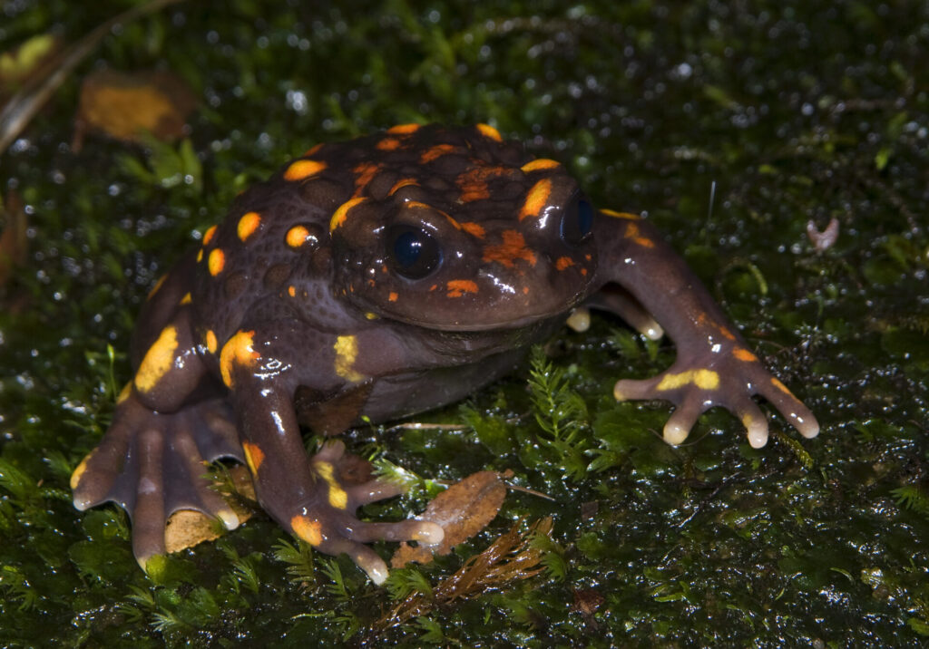 Sapito hermoso (Telmatobufo venustus). Créditos: ©Andy Charrier