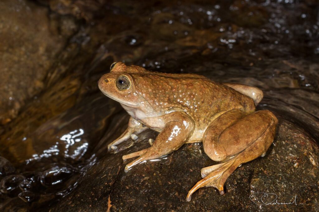 Sapo de monte (Alsodes montanus). Créditos: ©Felipe Rabanal