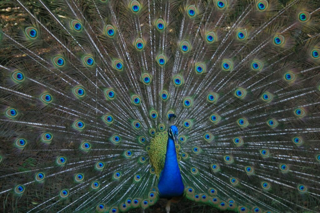Pavo real común (Pavo cristatus). Créditos: Sarah Kilian