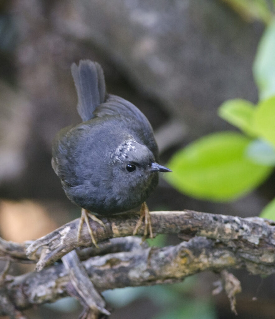 Churrín del sur (Scytalopus magellanicus). Créditos: Josh Vandermeulen.