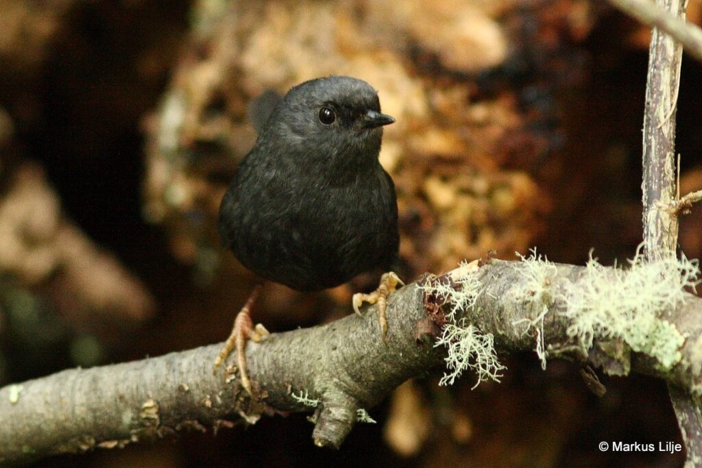 Churrín del sur (Scytalopus magellanicus). Créditos: Markus Lilje.