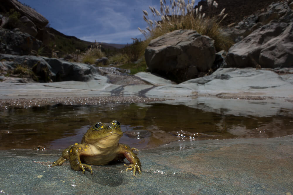 Telmatobius chusmisensis. Créditos: ©Andy Charrier