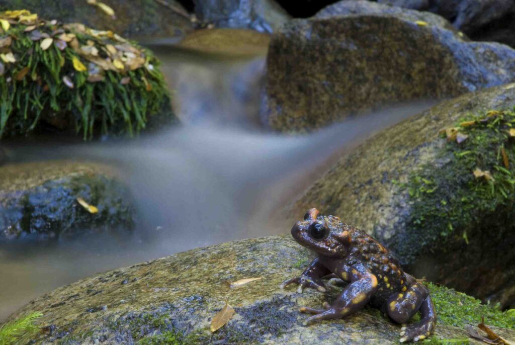Sapito hermoso (Telmatobufo venustus). Créditos: ©Andy Charrier