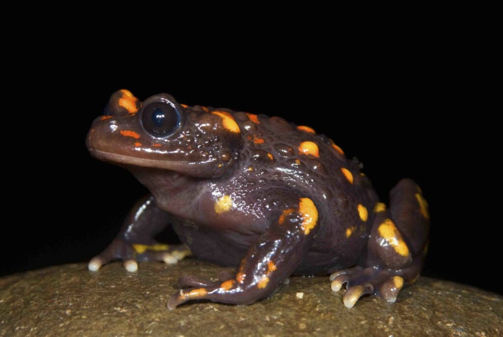 Sapito hermoso (Telmatobufo venustus). Créditos: ©Andy Charrier