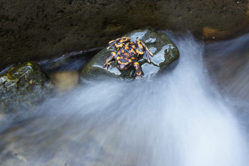 Sapito hermoso (Telmatobufo venustus). Créditos: ©Andy Charrier