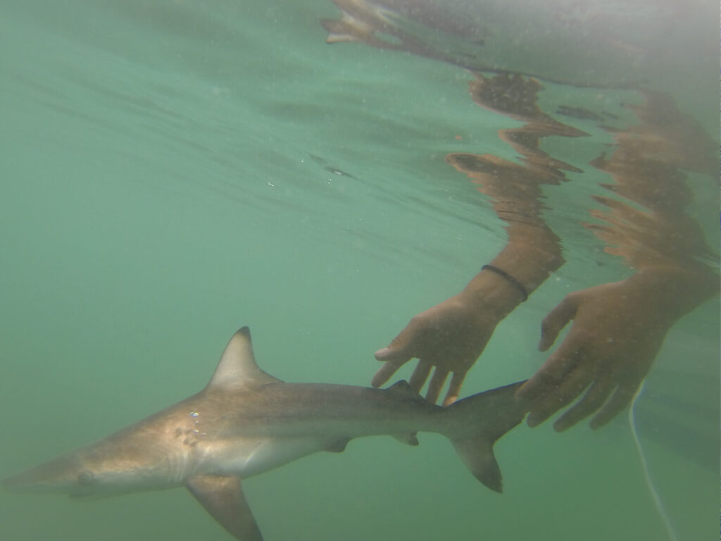 Liberación de un juvenil de tiburón de puntas negras (Carcharhinus melanopterus), en Puerto Grande, Galápagos. Créditos: Alex Hearn / USFQ