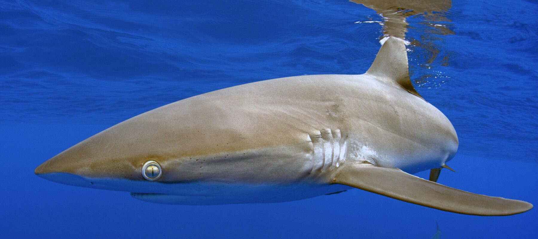 Día Mundial de los tiburones: científicos se unen para descifrar sus rutas migratorias y protegerlos alrededor del mundo