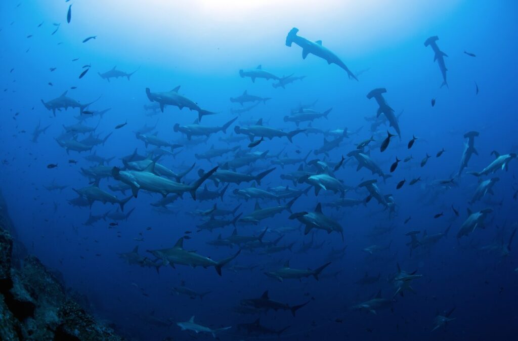 Tiburones martillo, en las islas Darwin, Galápagos. Créditos: Jonathan R. Green / Galapagos Whale Shark Project
