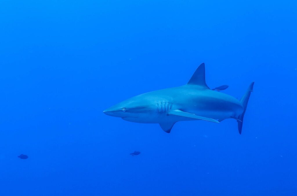 Tiburón de Galápagos (Carcharhinus galapagensis), en las islas Darwin. Créditos: Alex Hearn / USFQ