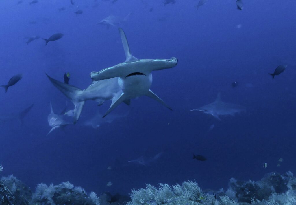 Tiburones martillo, en las islas Darwin, Galápagos. Créditos: Jonathan R. Green / Galapagos Whale Shark Project