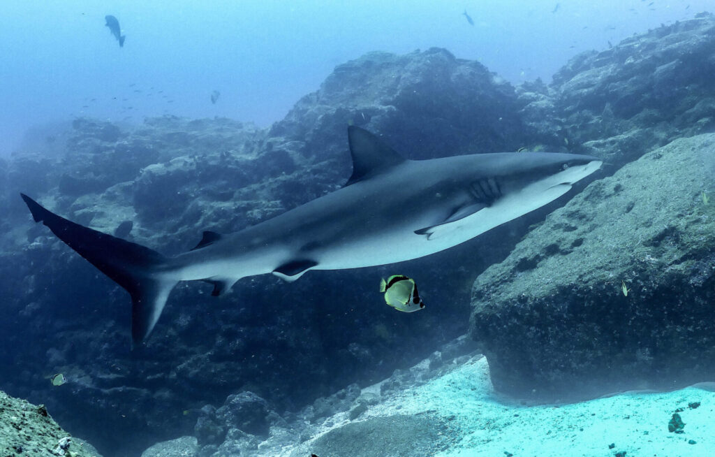 Tiburón de Galápagos (Carcharhinus galapagensis), en las islas Darwin. Créditos: Alex Hearn / USFQ