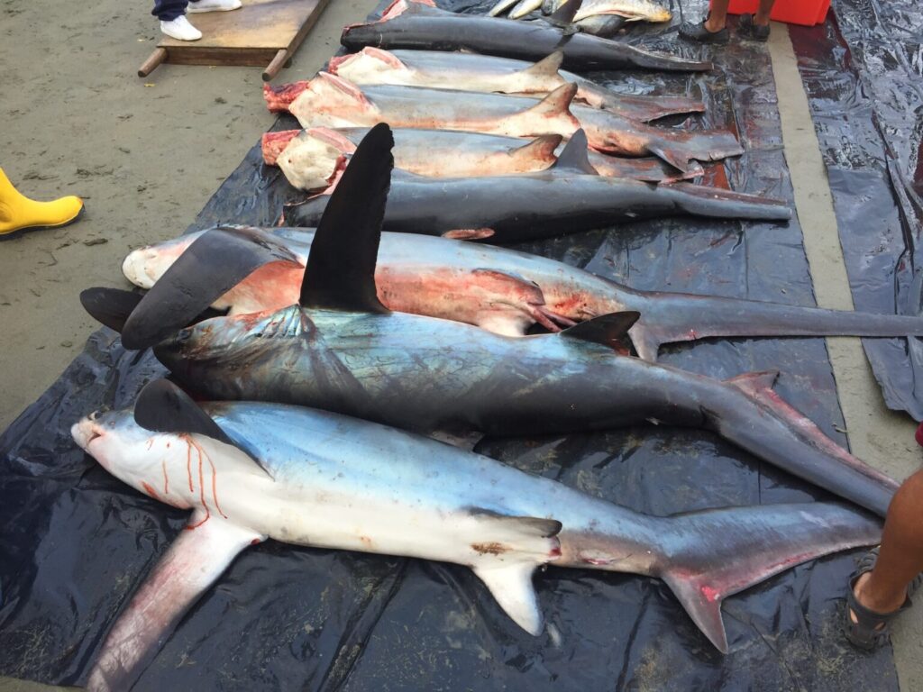 Desembarques de tiburones en la playa de Tarqui, en Manta, Ecuador. Créditos: Alex Hearn / USFQ